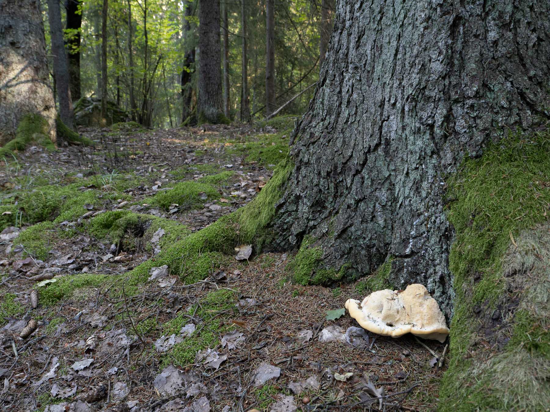 Климакоцистис северный (Climacocystis borealis)Природный парк Görvälns, октябрь 2021. На живой ели. Автор фото: Сутормина Марина