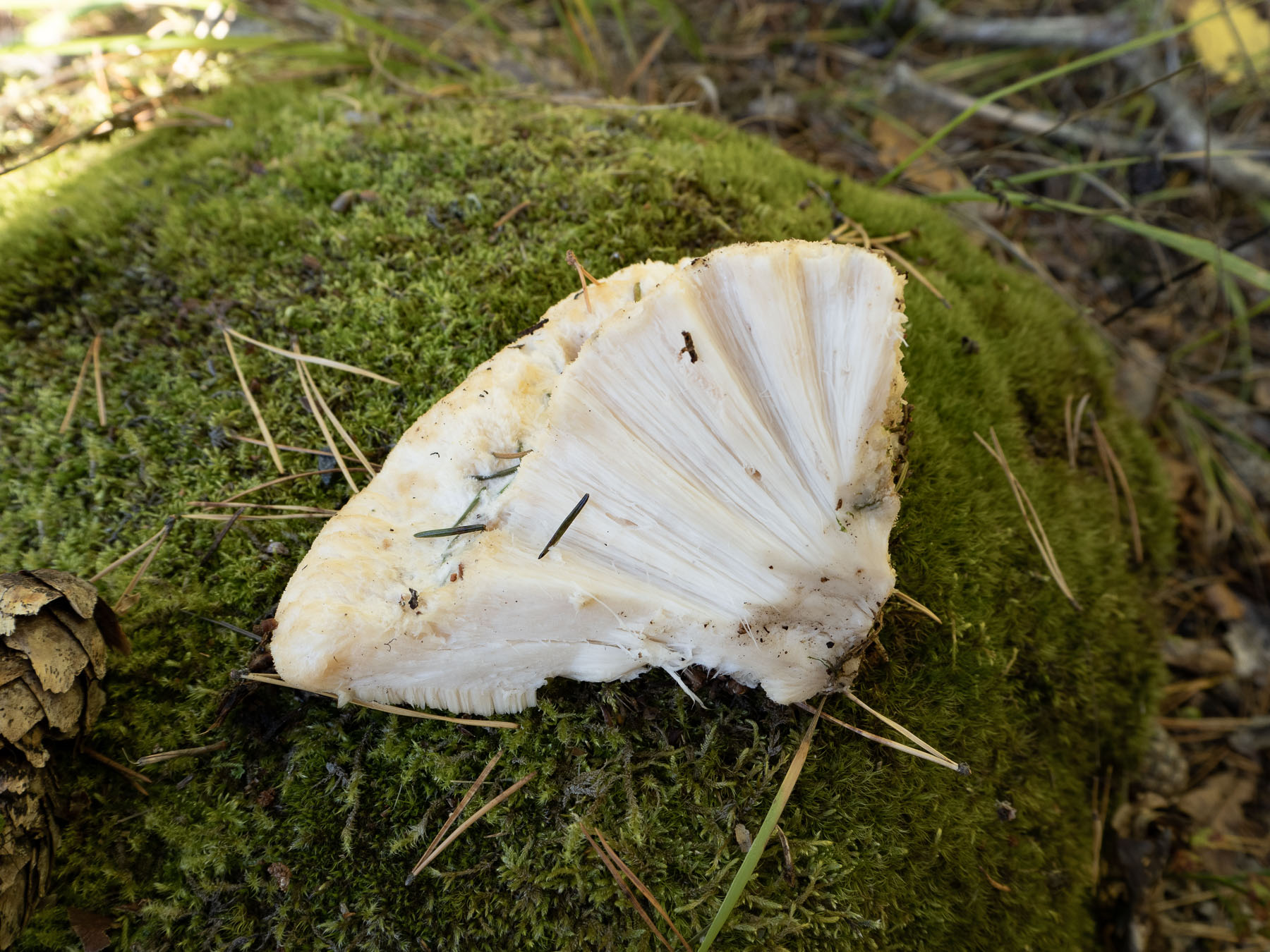 Климакоцистис северный (Climacocystis borealis)Природный парк Görvälns, октябрь 2021. На живой ели. Автор фото: Сутормина Марина