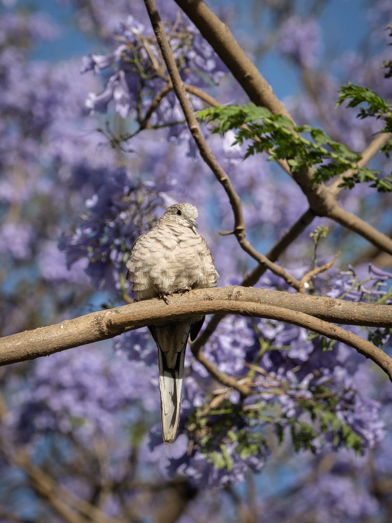 Очень маленькие голуби, размером чуть крупнее воробья. Встречаются как в черте города, так и за его пределами.
Мехико, март 2021. Автор фото: Сутормина Марина