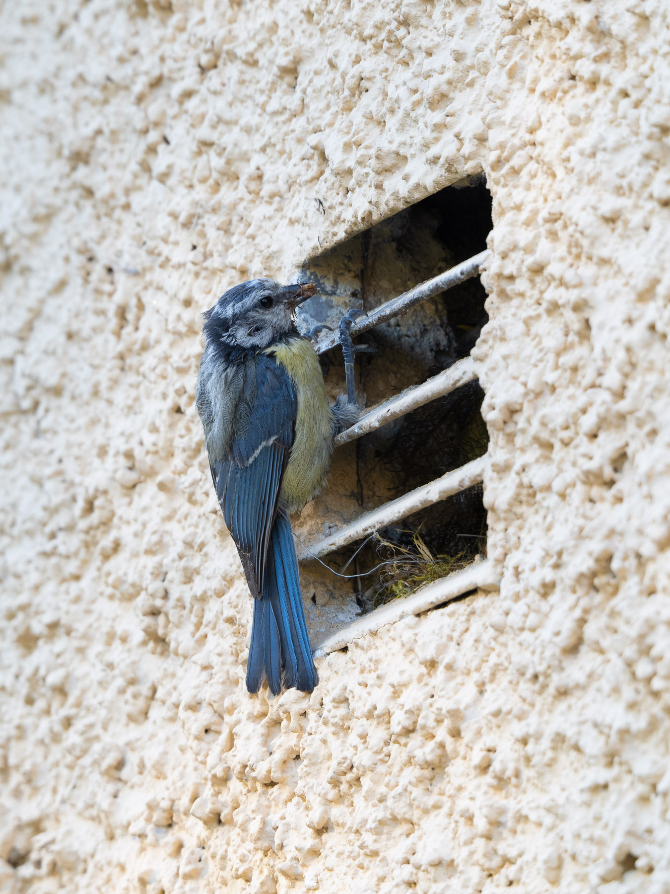 Обыкновенная лазоревка (Cyanistes caeruleus)Уже несколько лет подряд пара лазоревок сооружает гнездо за вентиляционной решёткой в стене моей кухни. Стокгольм, июнь 2021 года.  Автор фото: Сутормина Марина