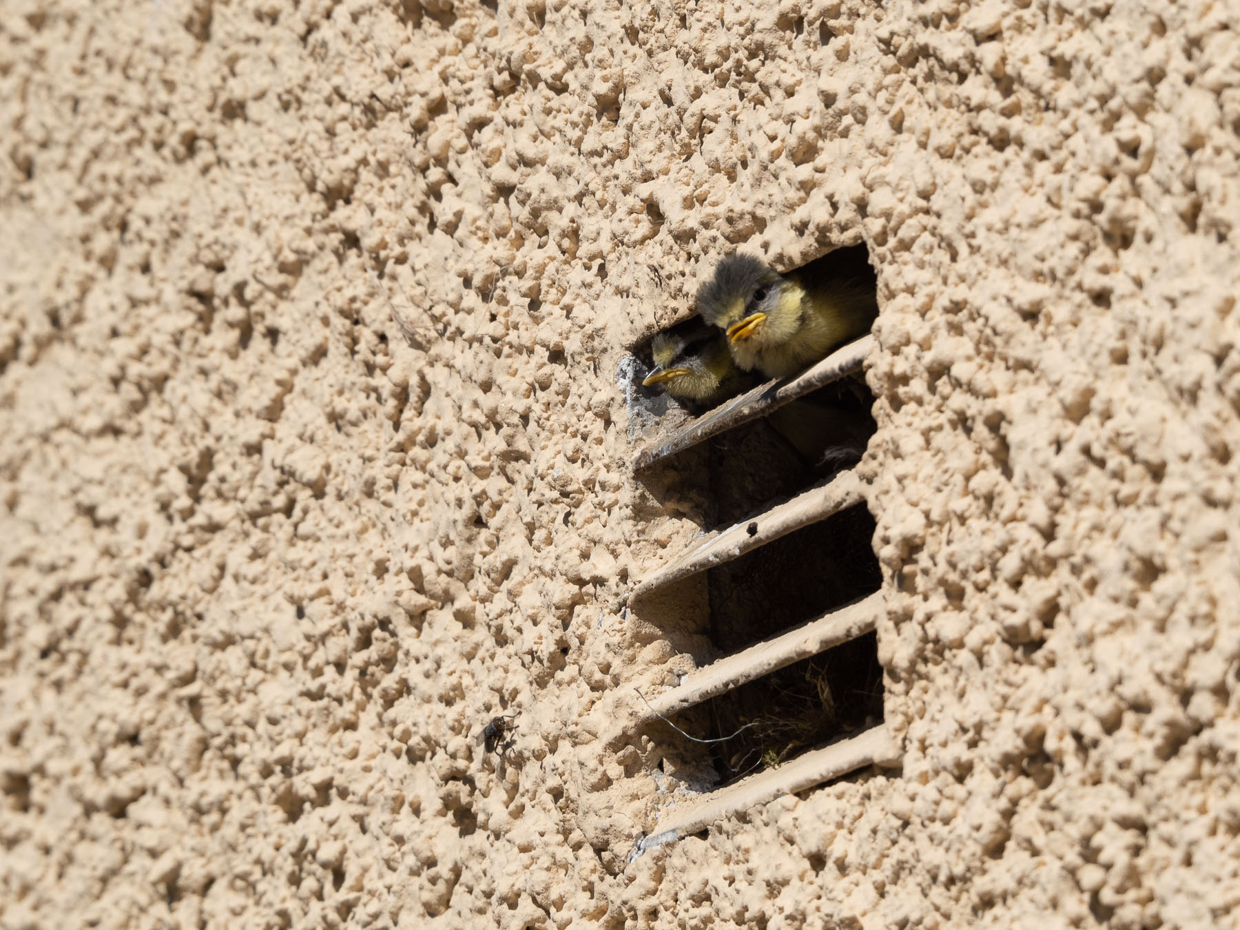 Обыкновенная лазоревка (Cyanistes caeruleus)Уже несколько лет подряд пара лазоревок сооружает гнездо за вентиляционной решёткой в стене моей кухни. Стокгольм, июнь 2021 года.  Автор фото: Сутормина Марина