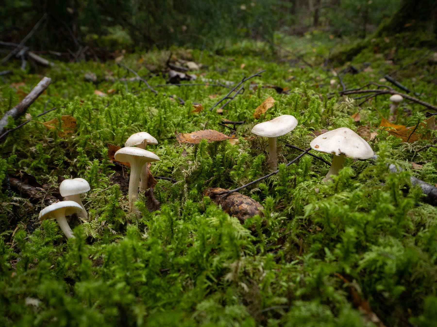 Природный парк Görvälns, октябрь 2021.
Росли ведьминым кольцом под берёзой в берёзово-еловом лесу. Автор фото: Сутормина Марина