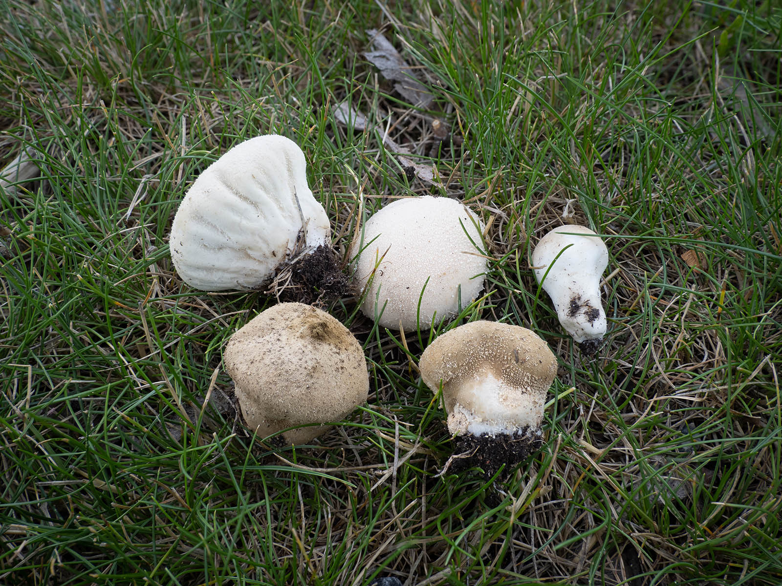 Все грибы съедобные шампиньоны какого вида