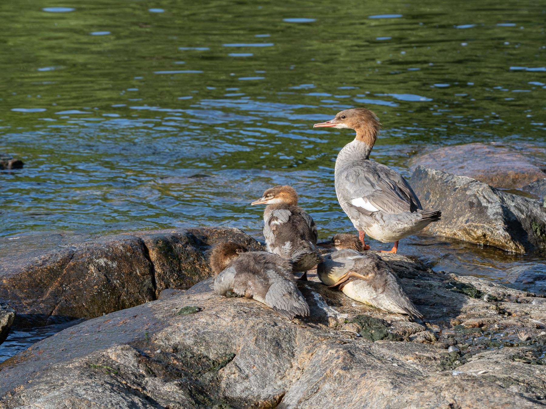Самка с птенцами у берега острова Djurgården, Стокгольм, июнь 2021. Автор фото: Сутормина Марина