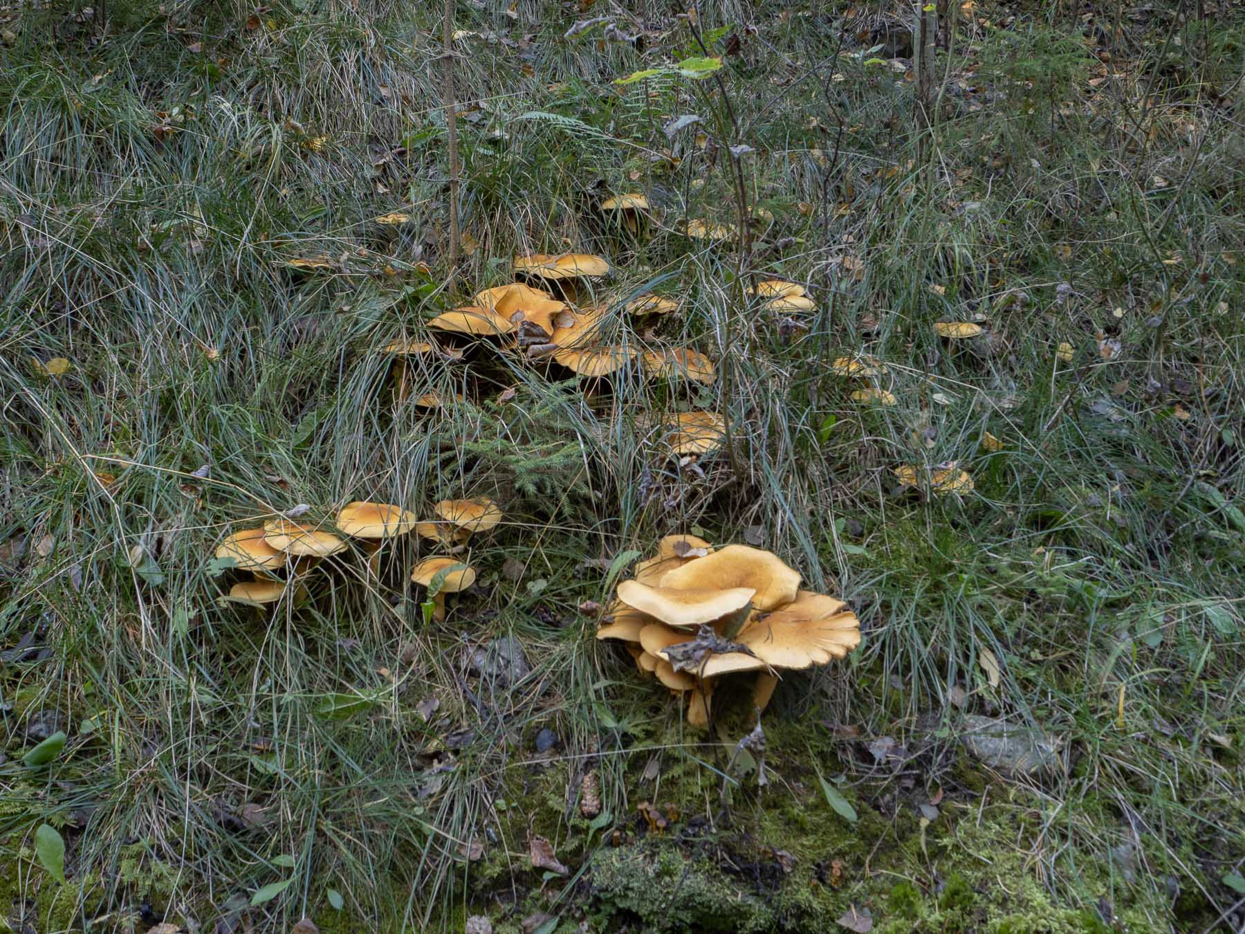 Феолепиота золотистая (Phaeolepiota aurea)Природный парк Görvälns, октябрь 2021.
На заросшей травой и кустарником искусственной насыпи. Автор фото: Сутормина Марина