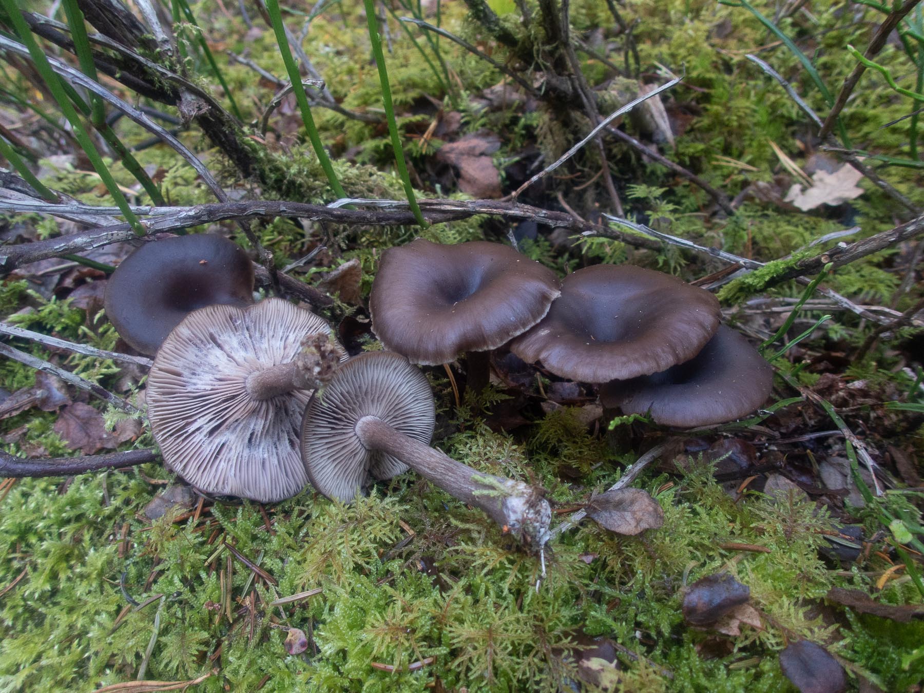 На поросшем мхом бревне в хвойном лесу. Природный парк Görvälns, октябрь 2021.  Автор фото: Сутормина Марина