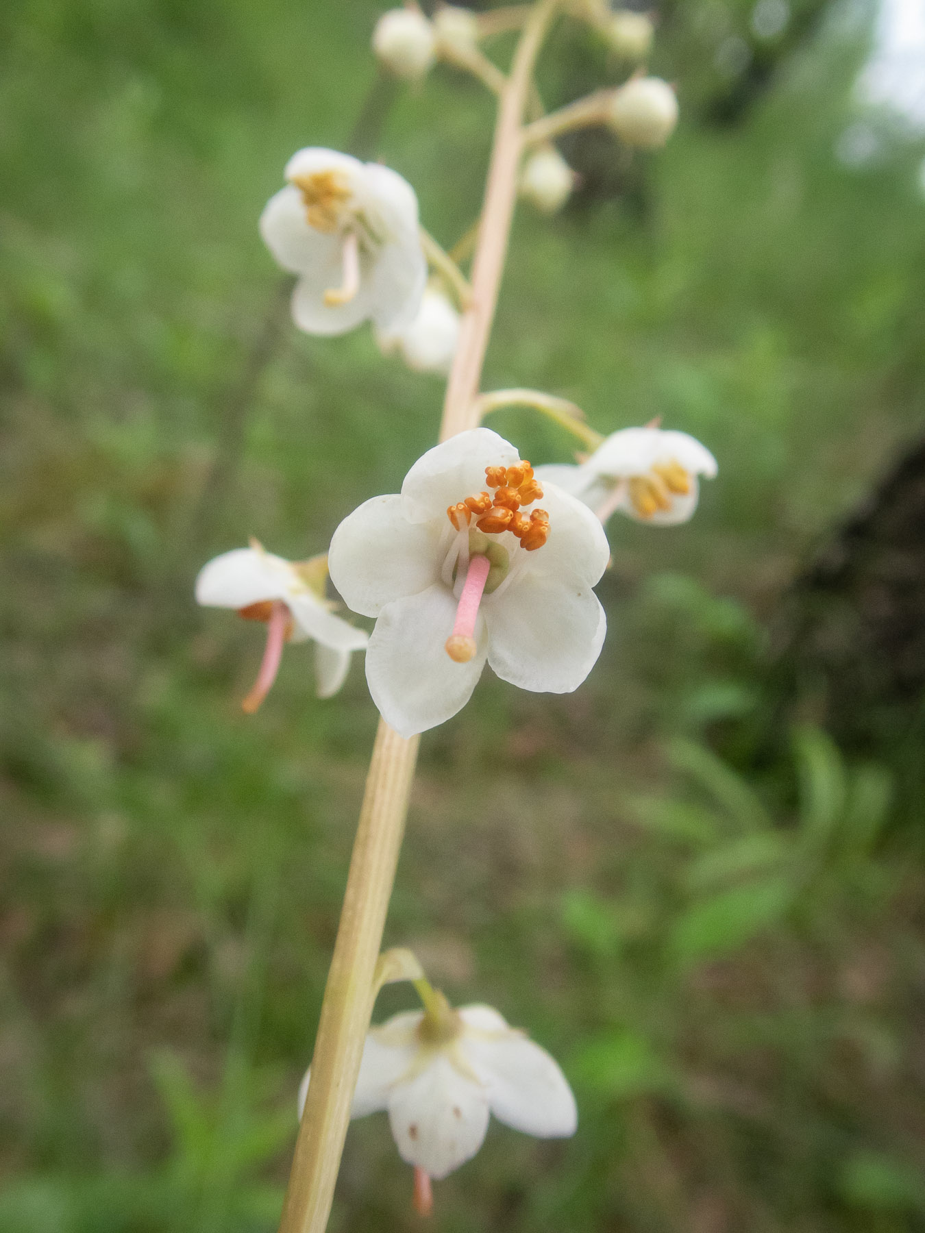 Грушанка круглолистная (Pyrola rotundifolia). Автор: Сутормина Марина