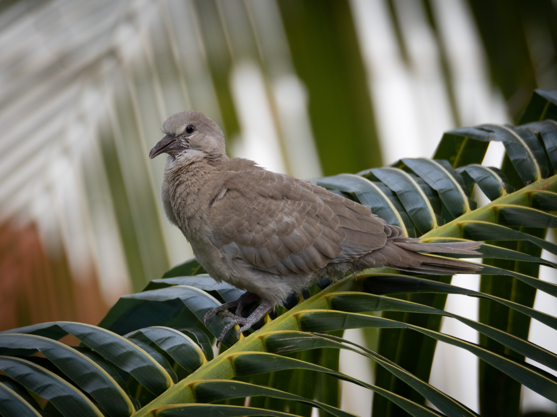 Горлицы и их гнездо, сооружённое между ветвей пальмы.
Канкун, Юкатан. Март2021 г. Автор фото: Сутормина Марина