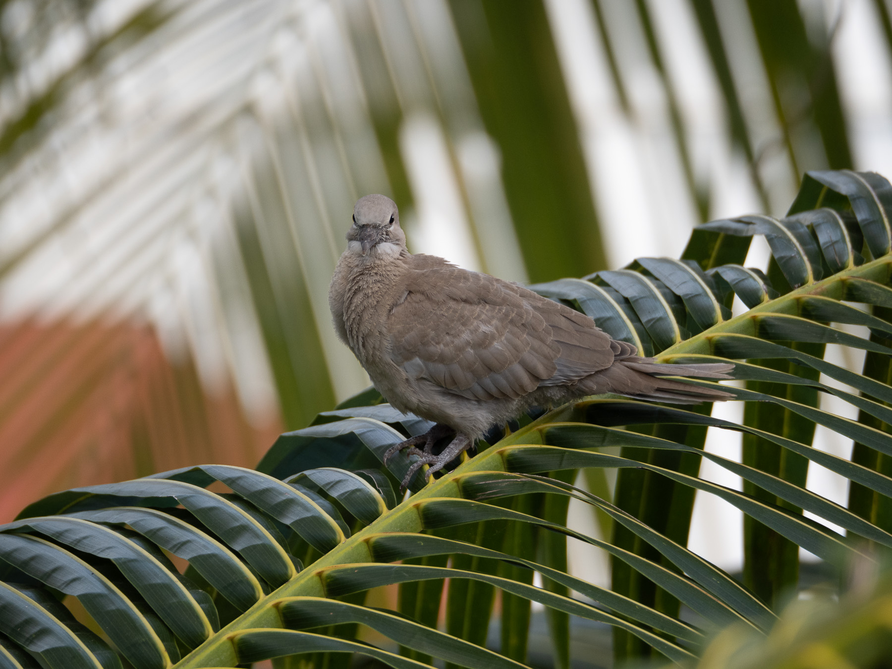 Горлицы и их гнездо, сооружённое между ветвей пальмы.
Канкун, Юкатан. Март2021 г. Автор фото: Сутормина Марина