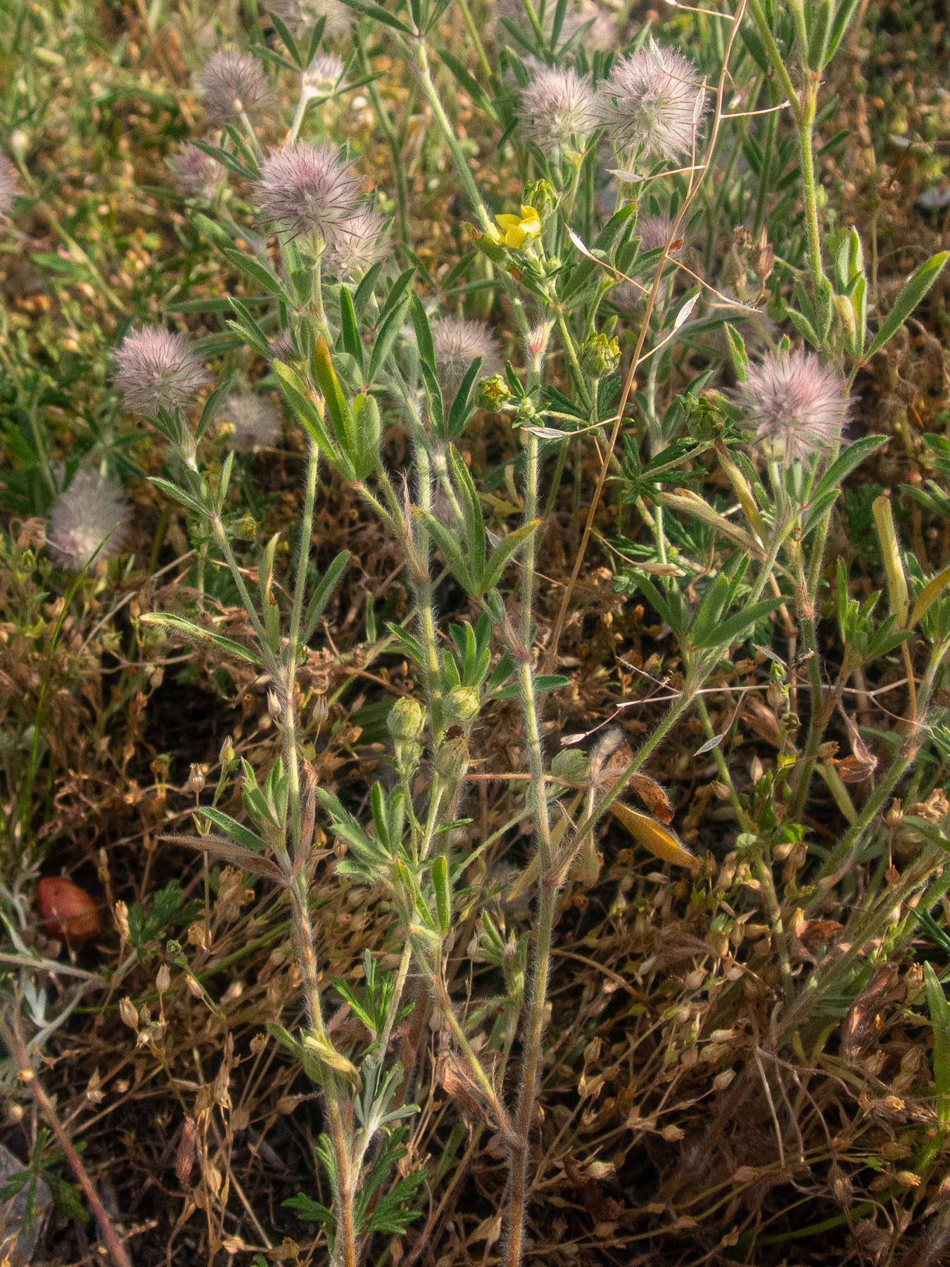 Клевер пашенный (Trifolium arvense) Автор: Сутормина Марина