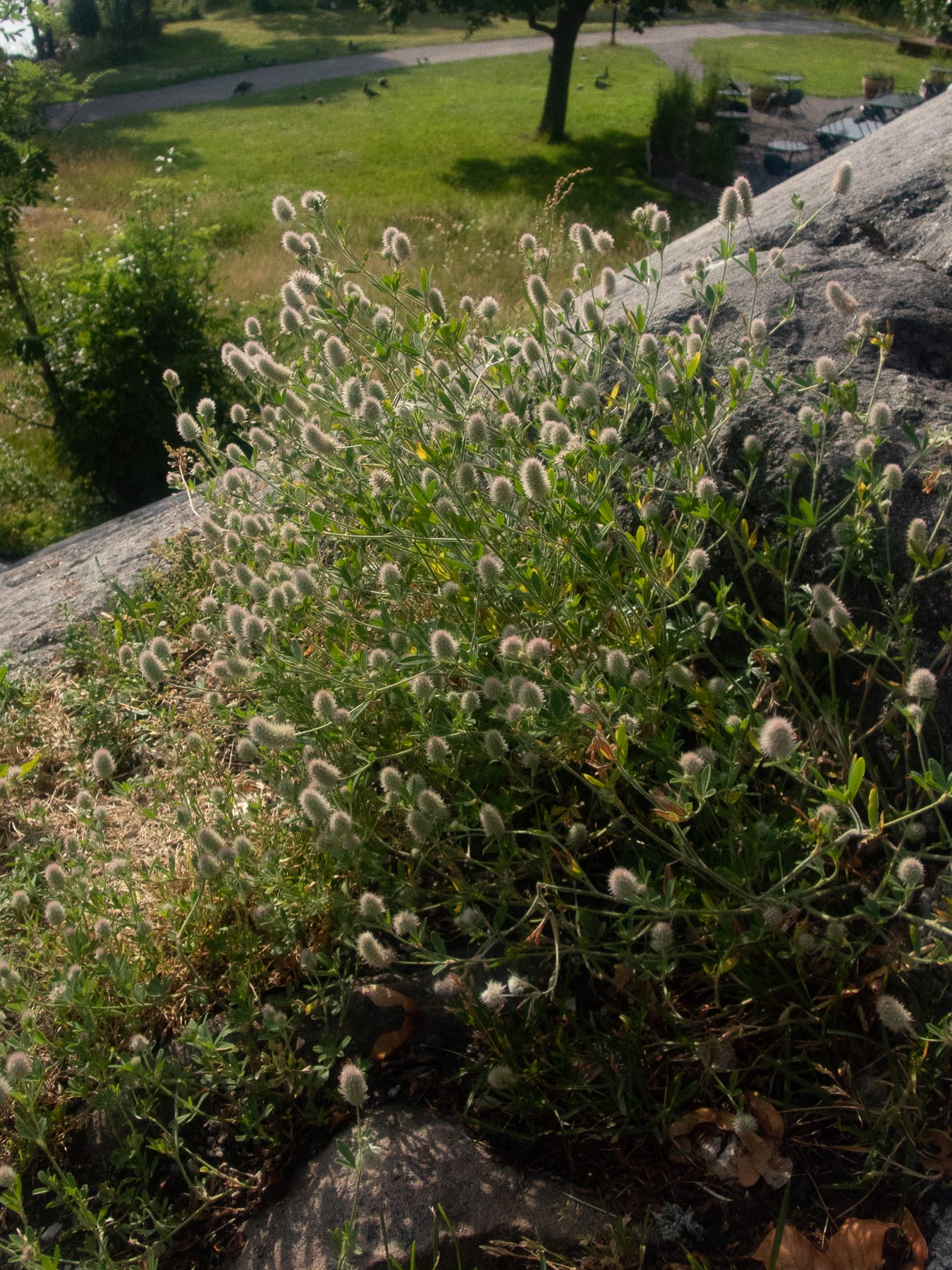 Клевер пашенный (Trifolium arvense). Автор: Сутормина Марина