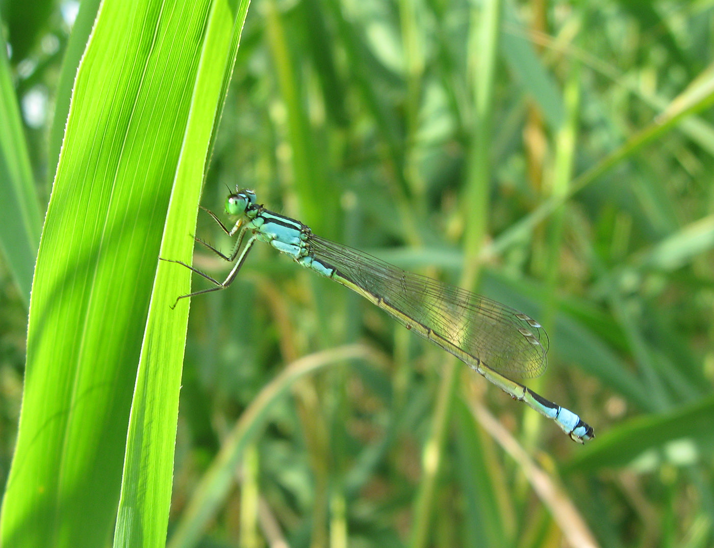 Стрелка изящная Coenagrion pulchellum (Vander Linden, 1825)