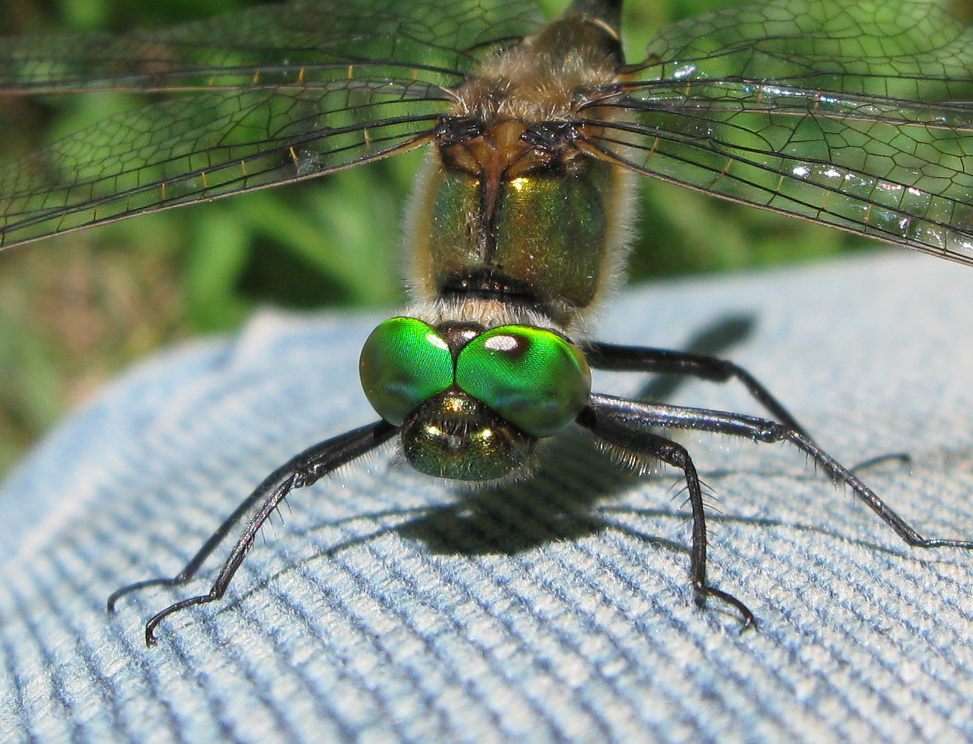 Cordulia aenea (Linnaeus , 1758)