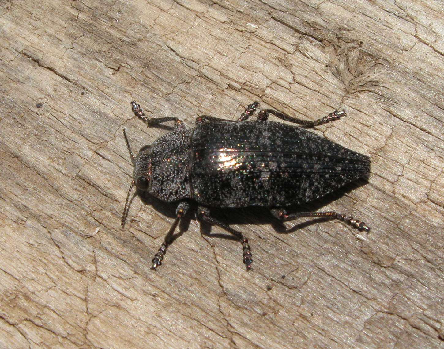 Dicerca aenea (Linnaeus, 1767)