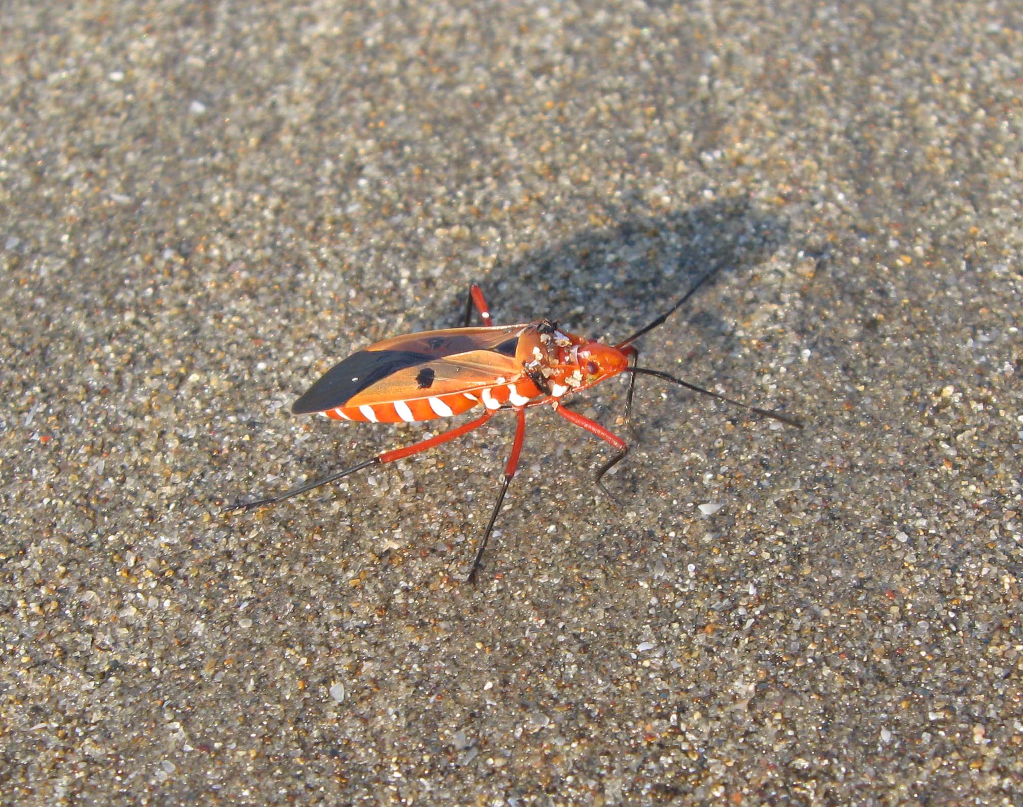 Dysdercus cingulatusКрасноклопы (лат. Pyrrhocoridae) — широко распространённое семейство насекомых, относящееся к отряду Hemiptera (Полужесткокрылые, или клопы). Наиболее распространены в тропиках и субтропиках. В умеренном климате обитает лишь несколько родов и видов. Характеризуются яркой окраской (черной и красной, или черной и желтой), трехчлениковыми лапками, отсутствием простых глазков. Длина тела превышает 6 мм. Наиболее распространенным в Европе видом является клоп-солдатик (Pyrrhocoris apterus L.) Автор фото: Вячеслав Степанов