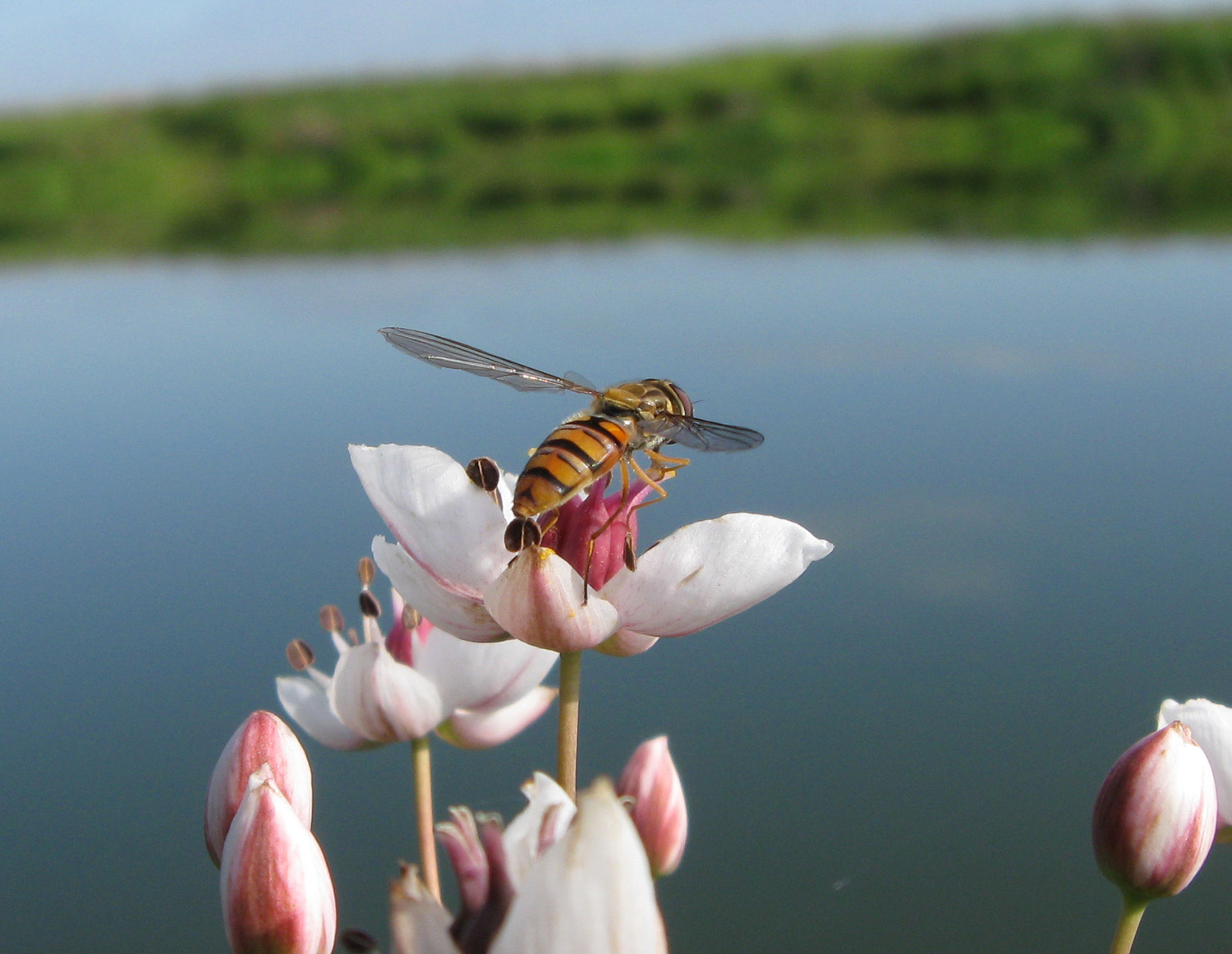 Мармеладная муха (Episyrphus balteatus) Автор: Олег Селиверстов