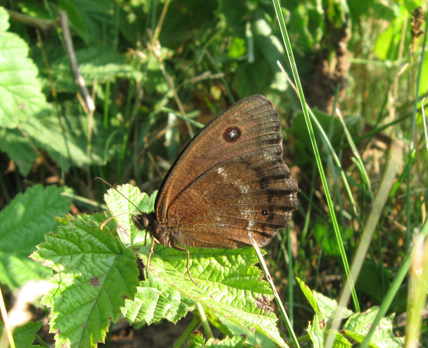 Бабочка minois Dryas