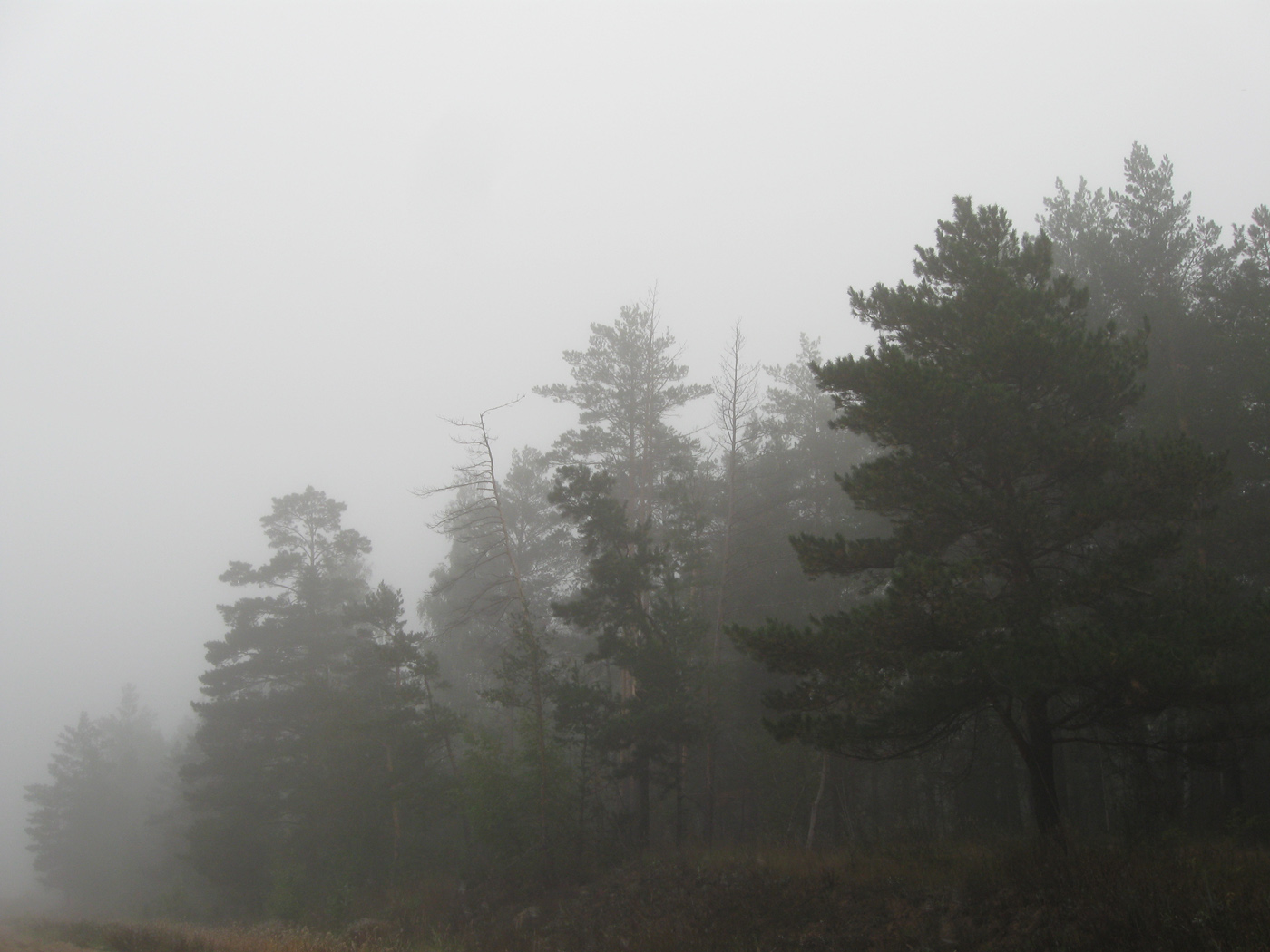 Лес в туманеРаннее осеннее утро, туман. Национальный парк «Нижняя Кама». Республика Татарстан. Автор фото: Александр Гибхин