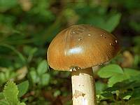 mycoweb.narod.ru/fungi/Agaricales/Amanita_fulva_2.jpg
