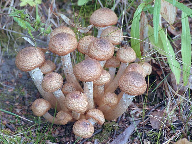 http://mycoweb.narod.ru/fungi/Agaricales/Armillaria_mellea_3.jpg