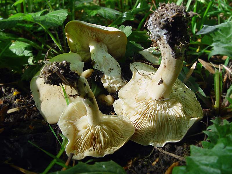 Майский гриб (Calocybe gambosa) Автор фото: Вячеслав Степанов