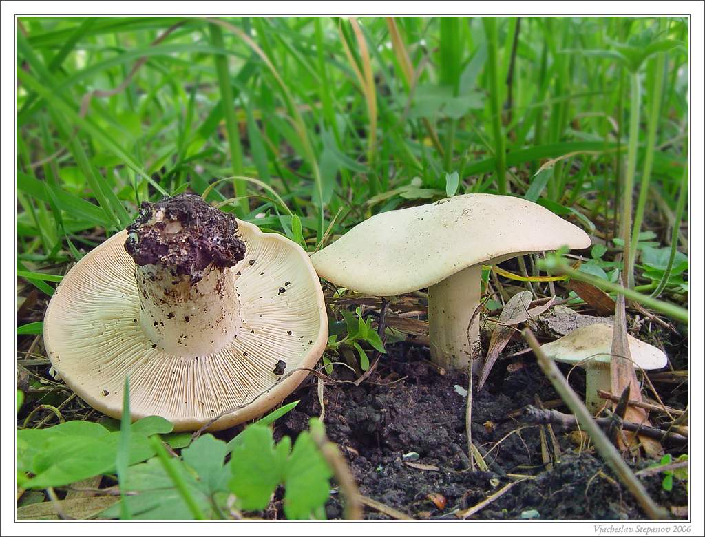 Майский гриб (Calocybe gambosa) Автор фото: Вячеслав Степанов