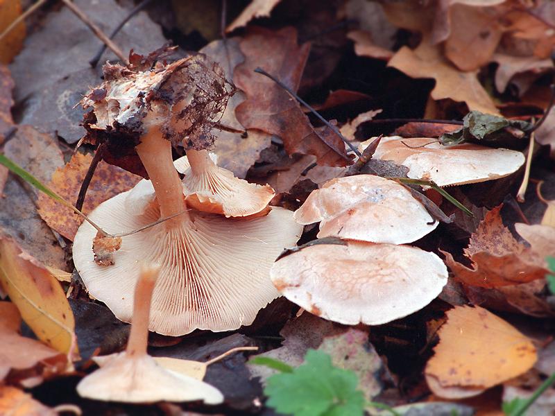 Clitocybe phyllophila Автор. 