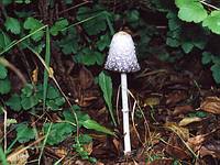 Coprinus_comatus_3_small.jpg