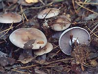 mycoweb.narod.ru/fungi/Agaricales/Lepista_nuda.jpg