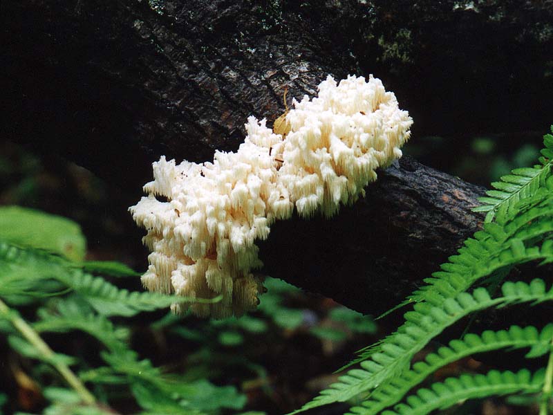 Hericium coralloides Автор фото: Вячеслав Степанов