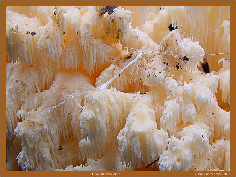 Hericium coralloides Автор фото: Вячеслав Степанов
