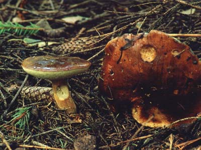 Польский гриб (Xerocomus badius) фото В.Степанова