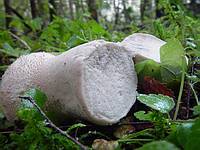 mycoweb.narod.ru/fungi/Gasteromycetidae/Calvatia_excipuliformis_2_20030907.jpg