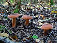 Lactarius_volemus_1_20040828_small.jpg