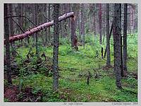 Лес, берега озера Перхово; фото В.Степанова