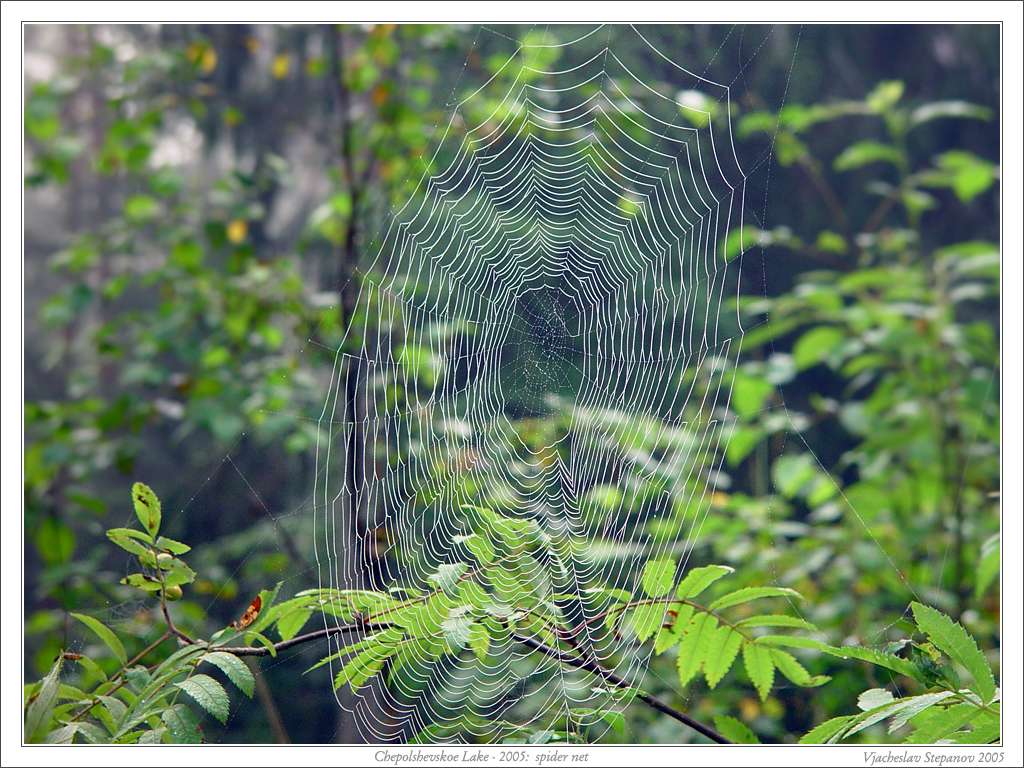 Spider net Автор фото: Вячеслав Степанов