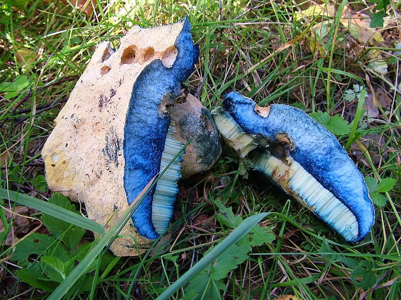 Фотокаталог грибов: Гиропорус синеющий (Gyroporus cyanescens)