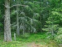 Лес на краю поляны; фото Ю.Г.Семенова