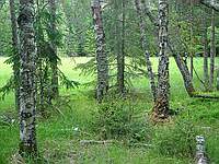 Лес вокруг поляны; фото Ю.Г.Семенова