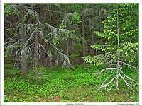 Лес на краю поляны; фото В.Степанова