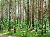 Сосновый лес; фото Ю.Г.Семенова