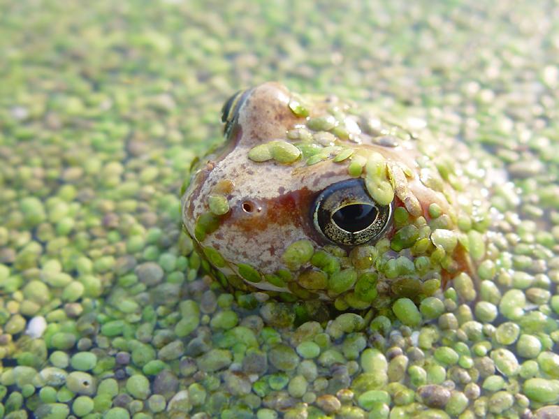 Frog Автор фото: Вячеслав Степанов