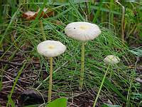 Unknown mushroom 1