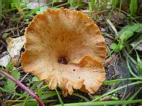 Unknown mushroom 2