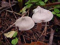 Unknown mushroom 3