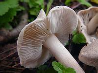 Unknown mushroom 3