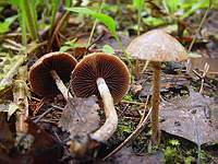 Unknown mushroom 4