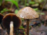 Unknown mushroom 4