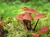 Unknown mushroom 5