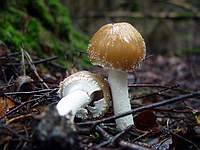 Unknown mushroom 6